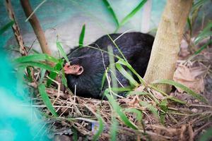 gallina piumata nera stava deponendo le uova sul nido sul pavimento di fieno accanto all'albero. foto