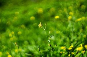 fiori giallo verde foto