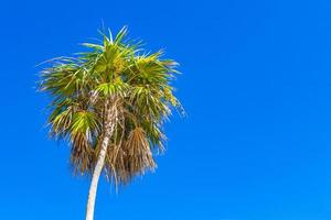 palma tropicale con cielo blu playa del carmen messico.