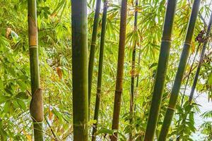 alberi di bambù gialli verdi nella foresta tropicale phang-nga thailandia. foto