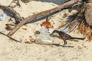 uccello grackle dalla coda grande tra immondizia sulla spiaggia di sabbia in Messico.