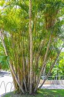 palme di bambù giallo verde rio de janeiro brasile. foto