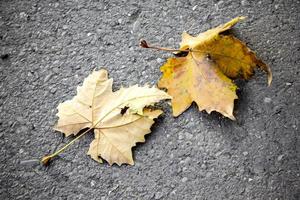 foglia d'autunno gialla secca su una superficie stradale asfaltata. foto