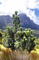 albero d'argento leucadendron argenteum nel giardino botanico nazionale di Kirstenbosch. foto