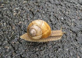 grande lumaca da giardino nel guscio che striscia sulla strada bagnata foto