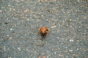 fotografia a tema bellissimo anfibio rana marrone foto