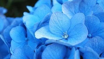 ortensia blu o macrophylla dell'ortensia da sapporo hokkaido giappone. foto