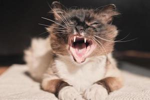 gatto sbadiglia con gli occhi chiusi. gatto sdraiato alla luce del sole su un tappeto in casa. carino adorabile animale domestico foto
