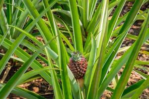 piccolo frutto di ananas in un campo di ananas foto