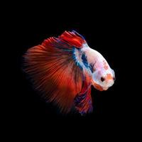 Close up arte movimento di betta pesce o pesce combattente siamese isolato su sfondo nero.fine art design concept. foto