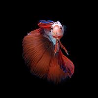 Close up arte movimento di betta pesce o pesce combattente siamese isolato su sfondo nero.fine art design concept. foto