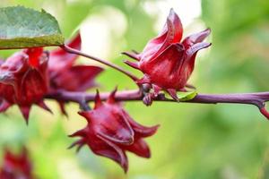 pianta di frutti di roselle su albero in giardino con sfondo di foglie verdi - roselle rosse per bevande salutari erbe naturali, ibisco sabdariffa foto