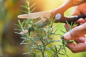tagliare la pianta di rosmarino che cresce in giardino per estratti olio essenziale potatura di rosmarino fresco erbe natura sfondo verde foto