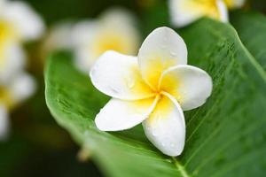 fiori di plumeria con goccia d'acqua su foglia verde - altri nomi frangipani, plumeria bianca, albero del tempio, albero del cimitero foto