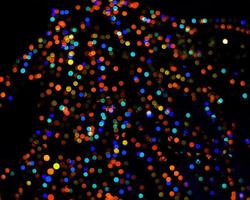 arcobaleno colorato sfocatura luci di Natale sfondo.luci astratte sfocate sfocate punti luce neri . foto
