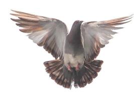 colomba uccello piccolo stock overlay volare verso diffondere le sue ali e piume su bianco. foto