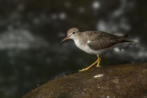 piro piro maculato su una roccia nel mezzo di un fiume selvaggio foto