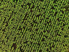 vista aerea dall'alto verso il basso raccolto campo verde girasoli all'aperto foto