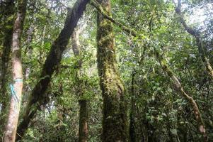 la foresta pluviale foto