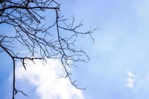 sagoma di legno essiccato ramo con sfondo di nuvole bianche e blu. foto