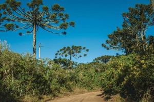 sentiero sterrato che passa attraverso la foresta con alberi di pino nel parco nazionale aparados da serra, vicino a cambara do sul. una piccola cittadina di campagna nel sud del Brasile con incredibili attrazioni turistiche naturali. foto