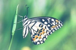 primo piano farfalla sul fiore foto