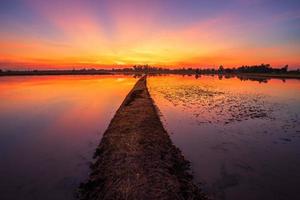 bellissimo campo di grano in bellissime nuvole soffici con sfondo tramonto serale. foto