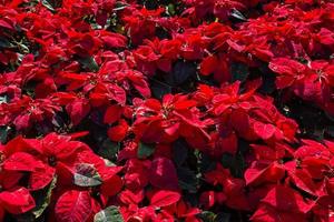 fiore rosso poinsettia o euphorbia pulcherrimaon di sfondo rosso di natale in giardino. foto