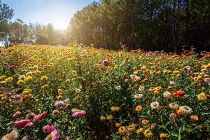 fiore di paglia di colorato bello su erba verde natura nel giardino con scogliera di montagne al parco nazionale di phuhinrongkla nakhon thai district a phitsanulok, thailandia. foto