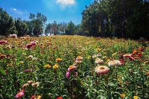 fiore di paglia di colorato bello su erba verde natura nel giardino con scogliera di montagne al parco nazionale di phuhinrongkla nakhon thai district a phitsanulok, thailandia. foto