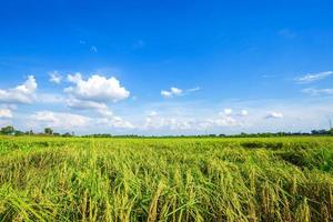 bellissimo campo di grano verde con soffici nuvole sullo sfondo del cielo. foto