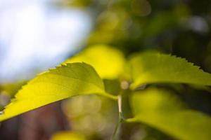 piante fresche verdi erba primo piano per lo sfondo foto