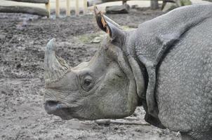 rinoceronte mammifero animale foto