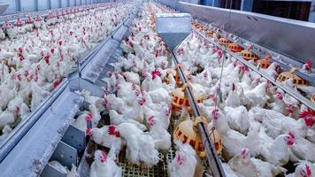 allevamento di pollame con pollo. allevamento, attività abitativa per l'allevamento di carne, mangimi per l'allevamento di polli bianchi in alloggi al coperto. pollo vivo per la produzione di carne e uova all'interno di un magazzino. foto