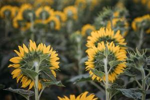 campo di girasoli foto