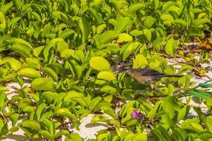 l'uccello grackle dalla coda grande sta diventando una natura calda sulla spiaggia del Messico. foto
