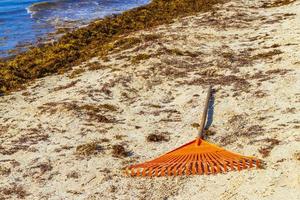 forcone rastrello scopa alghe sargazo spiaggia playa del carmen messico. foto