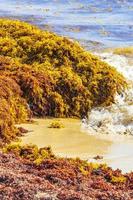 spiaggia molto disgustosa di alghe rosse sargazo playa del carmen messico. foto