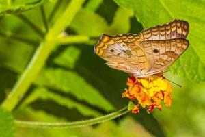 farfalla tropicale sulla pianta del fiore nella foresta e nella natura del Messico. foto