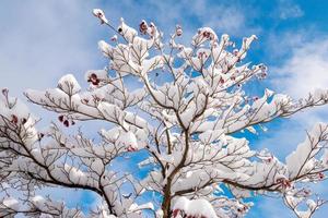 fresca neve bianca caduta al parco pubblico nella stagione invernale a tokyo, giappone