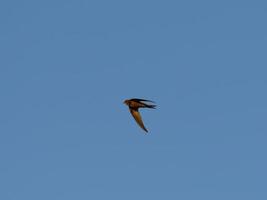 rondone comune, apus apus, sorvolando le saline di torrevieja, spagna foto