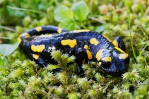 salamandra pezzata salamandra salamandra in una natura foto