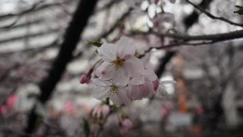fiori di ciliegio bianchi. alberi di sakura in piena fioritura nel quartiere di meguro tokyo giappone foto