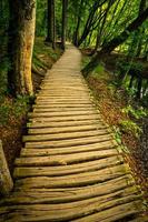 percorso in legno verso la natura verde foto