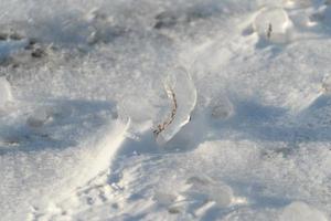 sfondo naturale con cristalli di ghiaccio sulle piante dopo una pioggia ghiacciata. foto