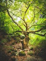 vecchio albero nella foresta intorno ai monasteri di meteora foto