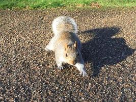 Foto orizzontale di scoiattolo a Greenwich Park, Londra, Inghilterra