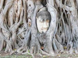 ayutthaya statua testa di buddha con intrappolato nelle radici dell'albero della bodhi a wat maha that. foto