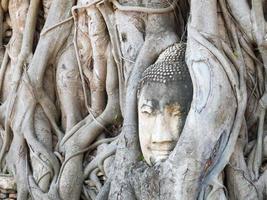 ayutthaya statua testa di buddha con intrappolato nelle radici dell'albero della bodhi a wat maha that. foto