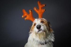 cane trasandato con corna di natale foto